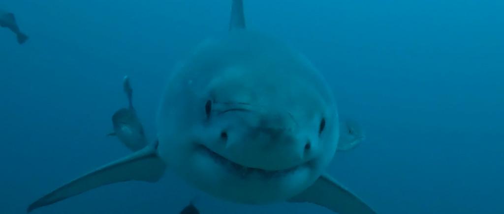 墨西哥湾的大白鲨