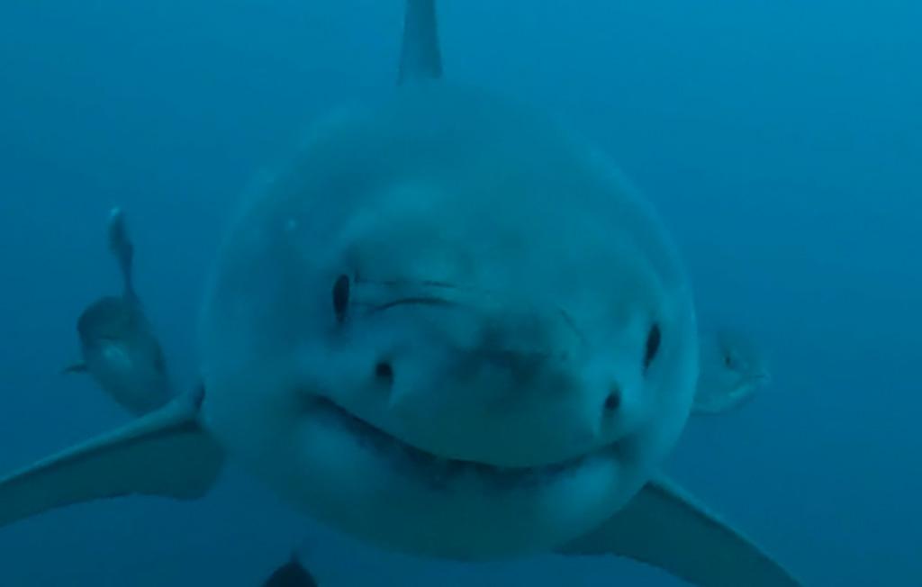 墨西哥湾的大白鲨